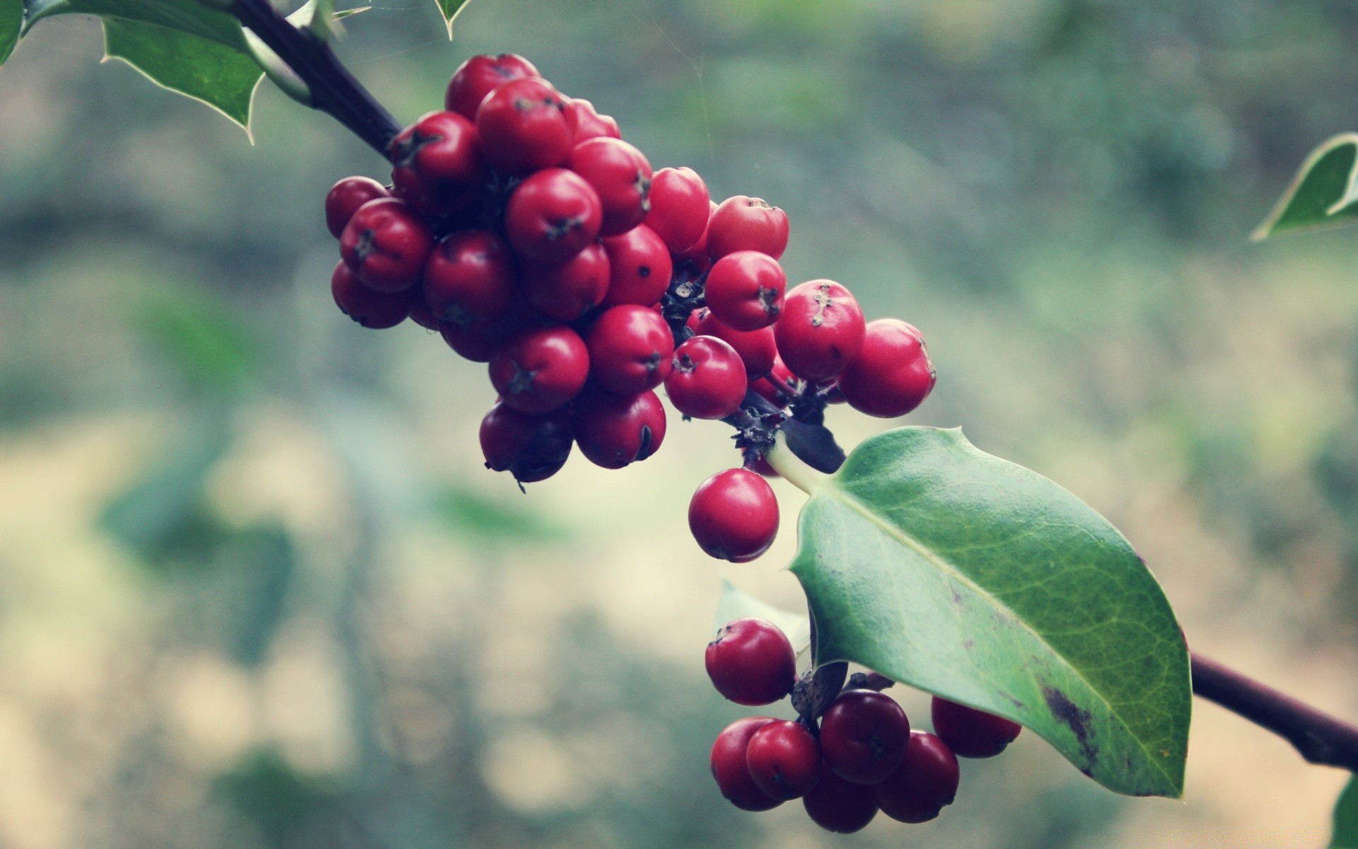 macro nature leaf tree fruit branch berry shrub flora outdoors summer garden food color season