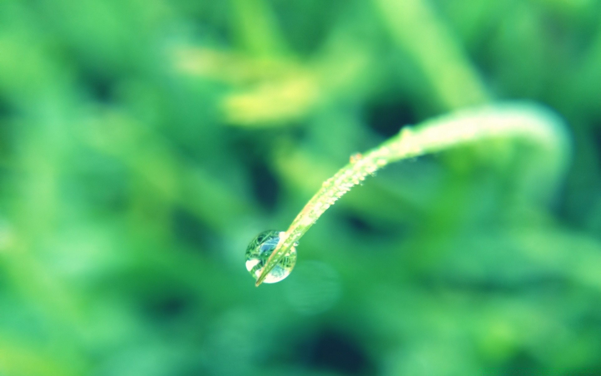 macro dew rain leaf nature drop flora growth wet environment grass garden water ecology droplet outdoors summer
