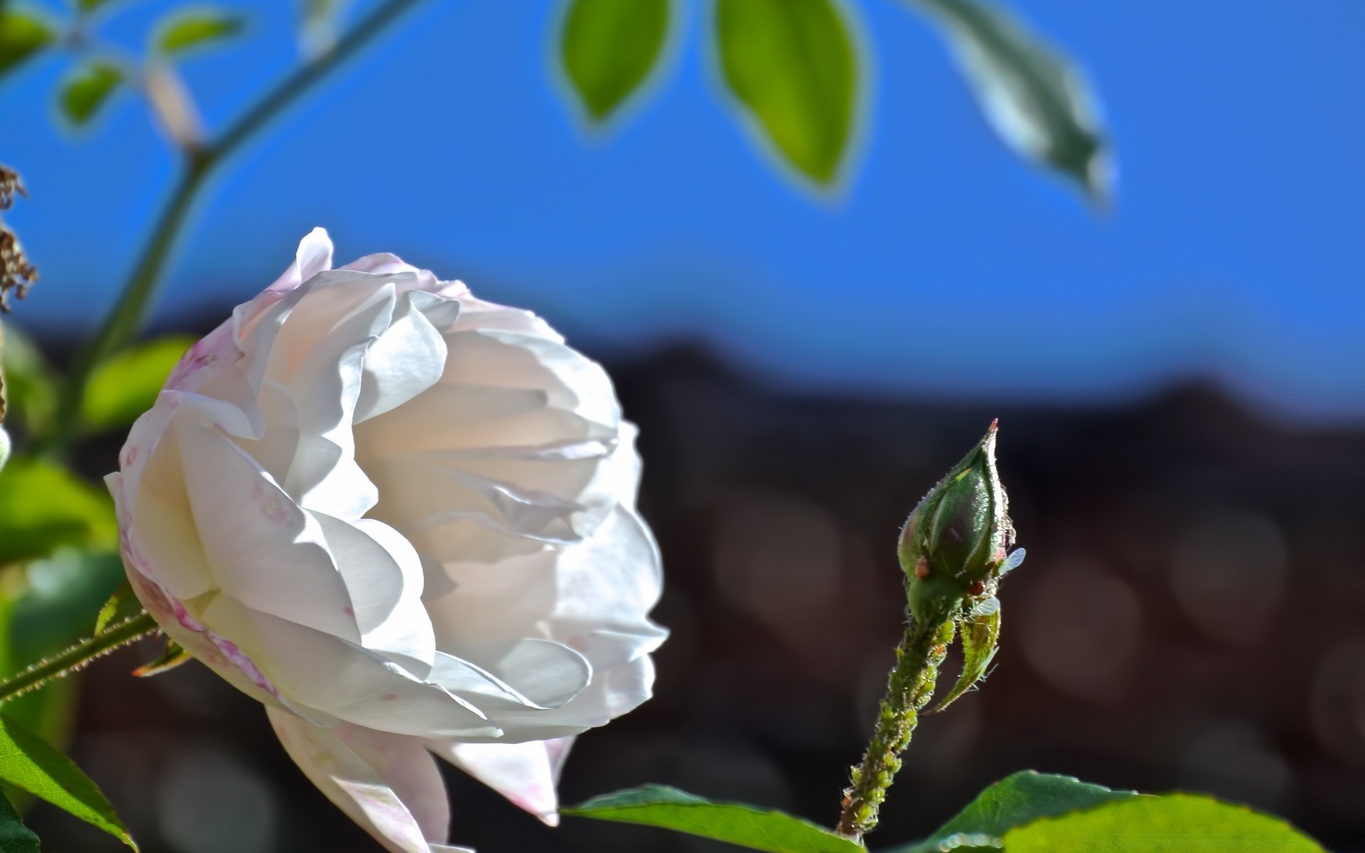 macro flower nature leaf flora rose garden summer beautiful romance floral love color petal bright blooming outdoors wedding romantic growth