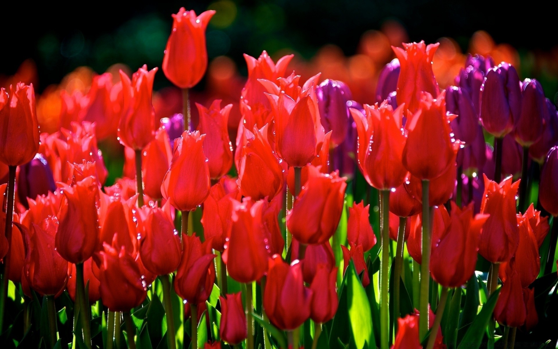 flowers tulip flower nature garden flora leaf floral petal easter growth blooming color bright bulb outdoors summer park season