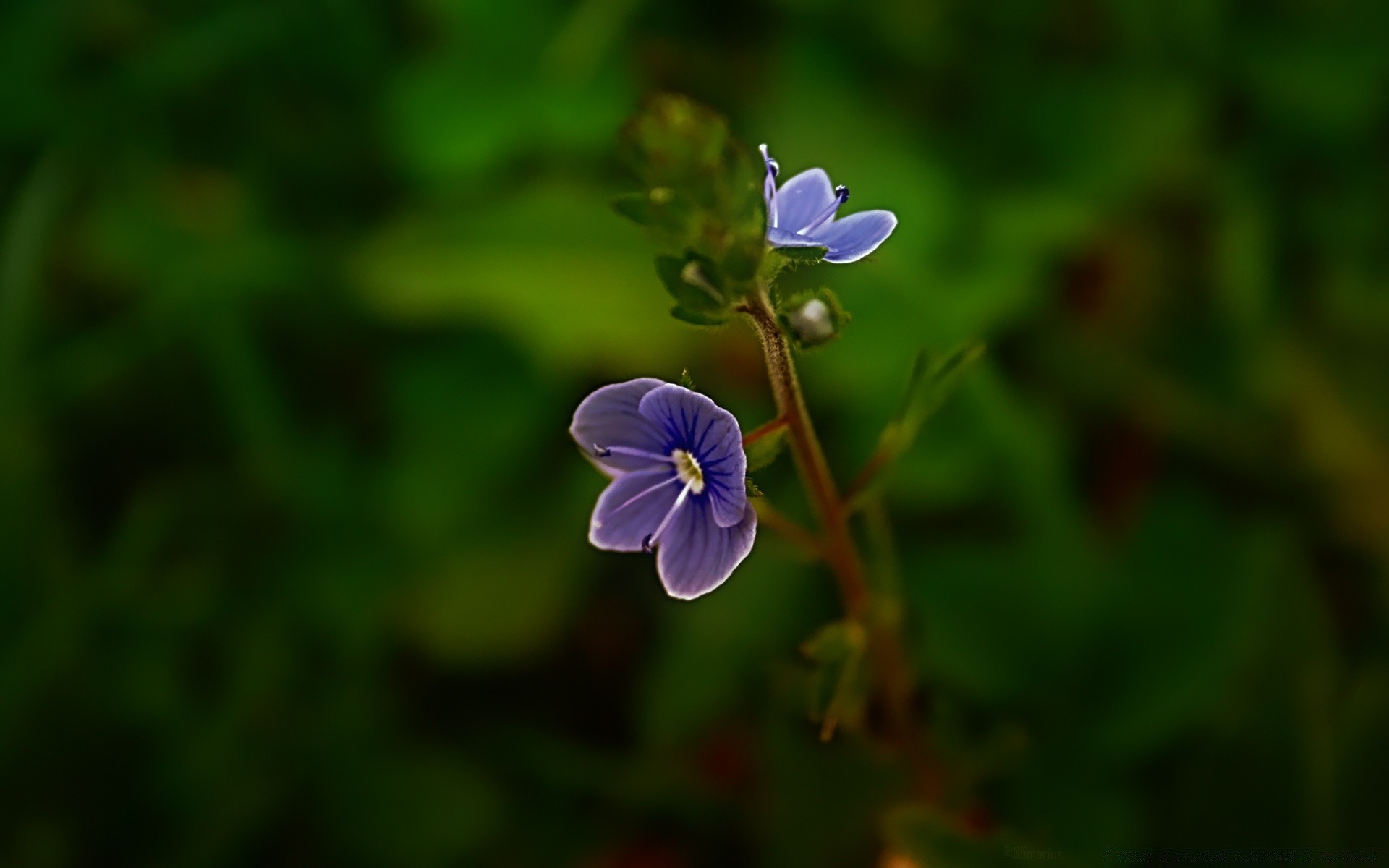 flowers nature leaf flower flora summer outdoors blur growth garden