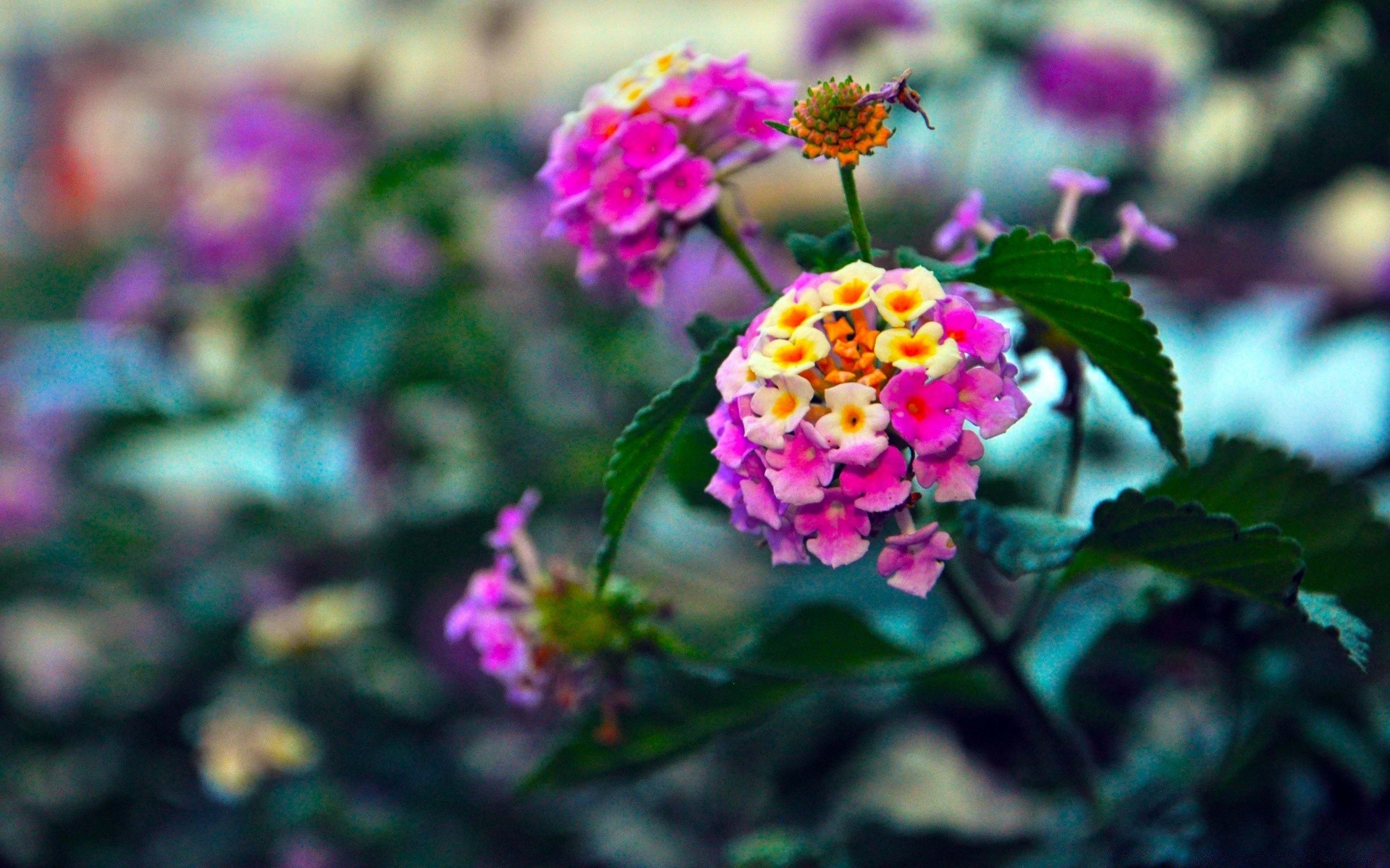 flowers flower nature flora leaf garden summer growth petal outdoors blooming color floral bright close-up season