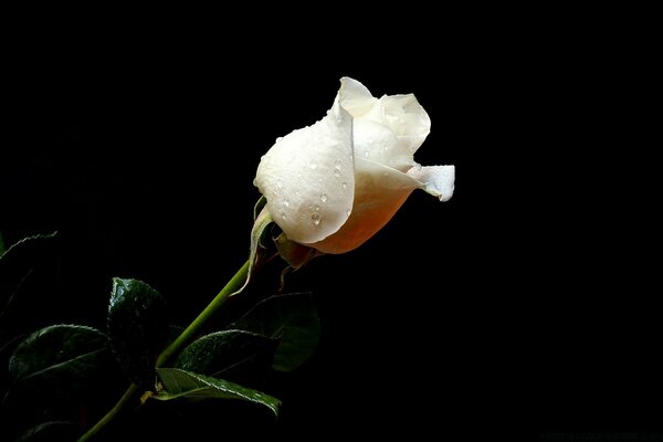 Beautiful white rose