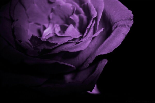 Purple flower view up close