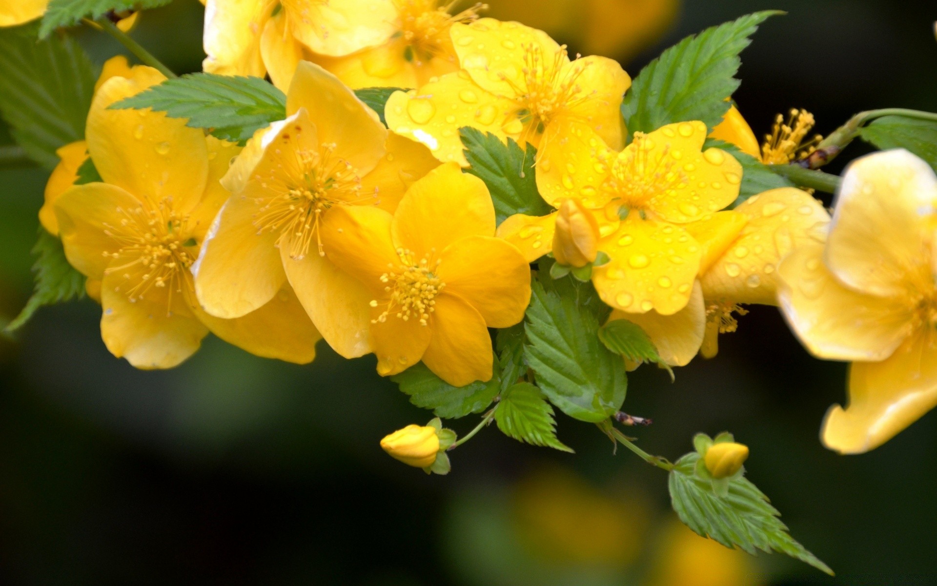 flowers leaf nature flora flower garden summer growth floral blooming bright season color petal outdoors branch close-up