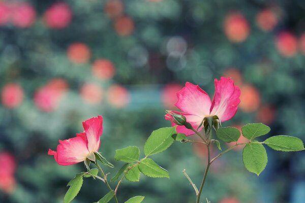 Pink tenderness in the world of the universe