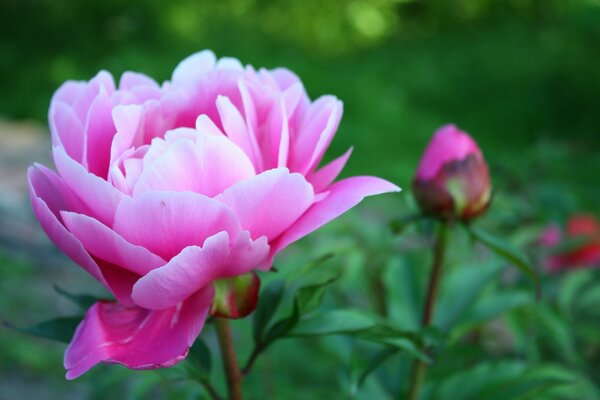 Blooming pink peony with a bud on a green background