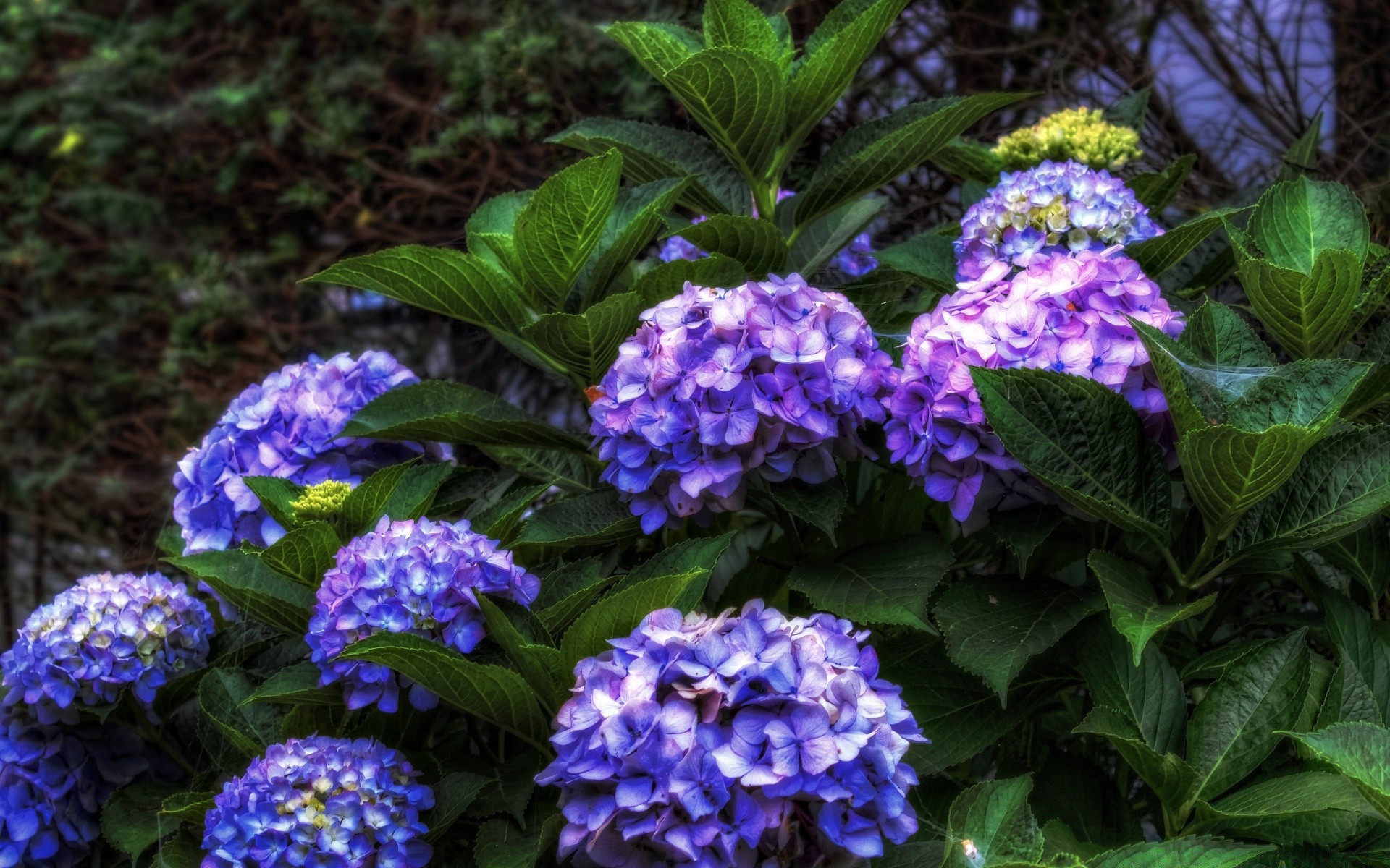 flowers leaf flower nature flora garden summer floral color bright blooming petal outdoors season beautiful growth decoration