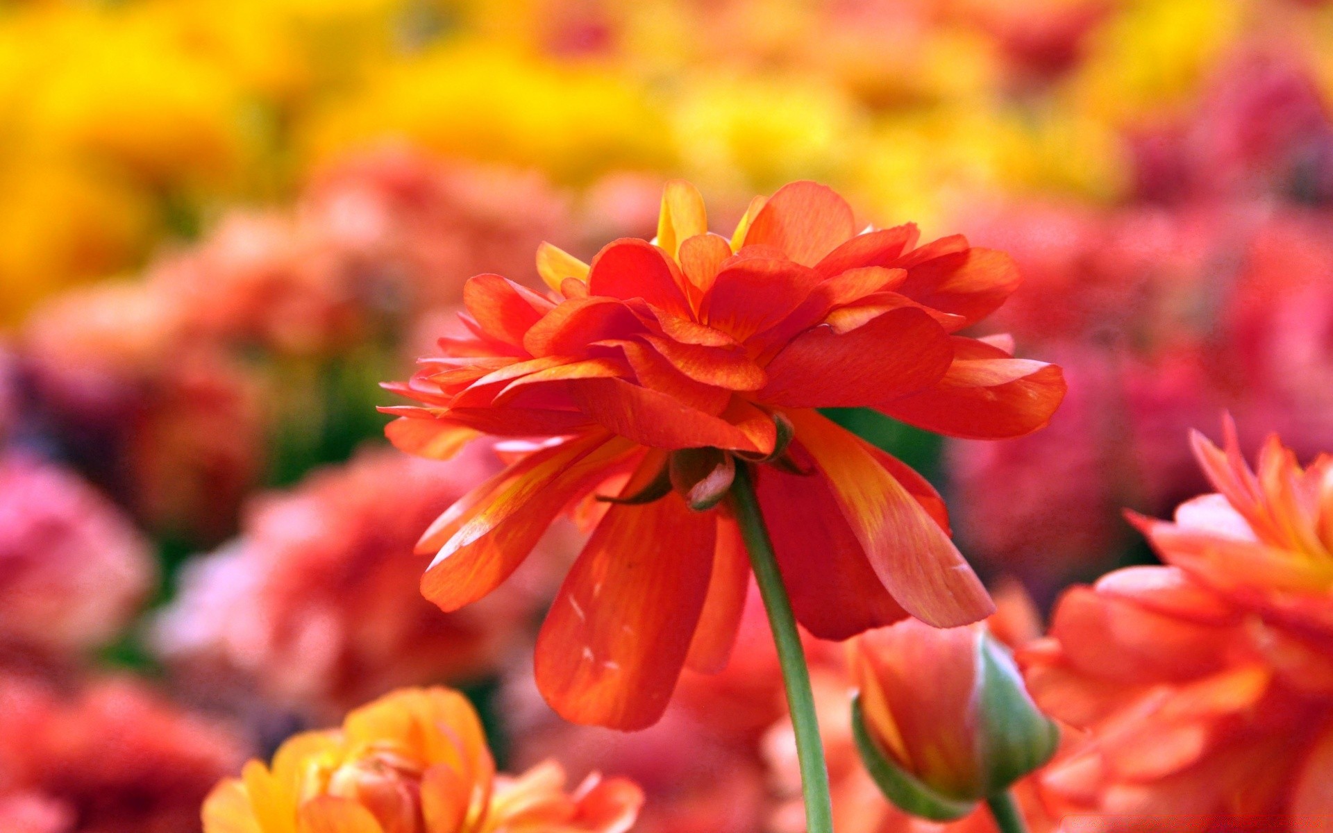 flowers nature flower flora garden color leaf bright petal season blooming summer floral beautiful close-up growth vibrant blur