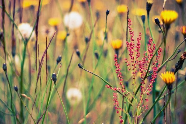 A field with herbs and flowers
