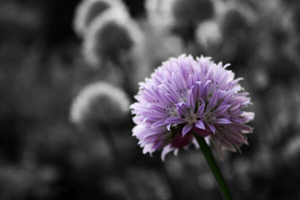 Purple flower on black and white background