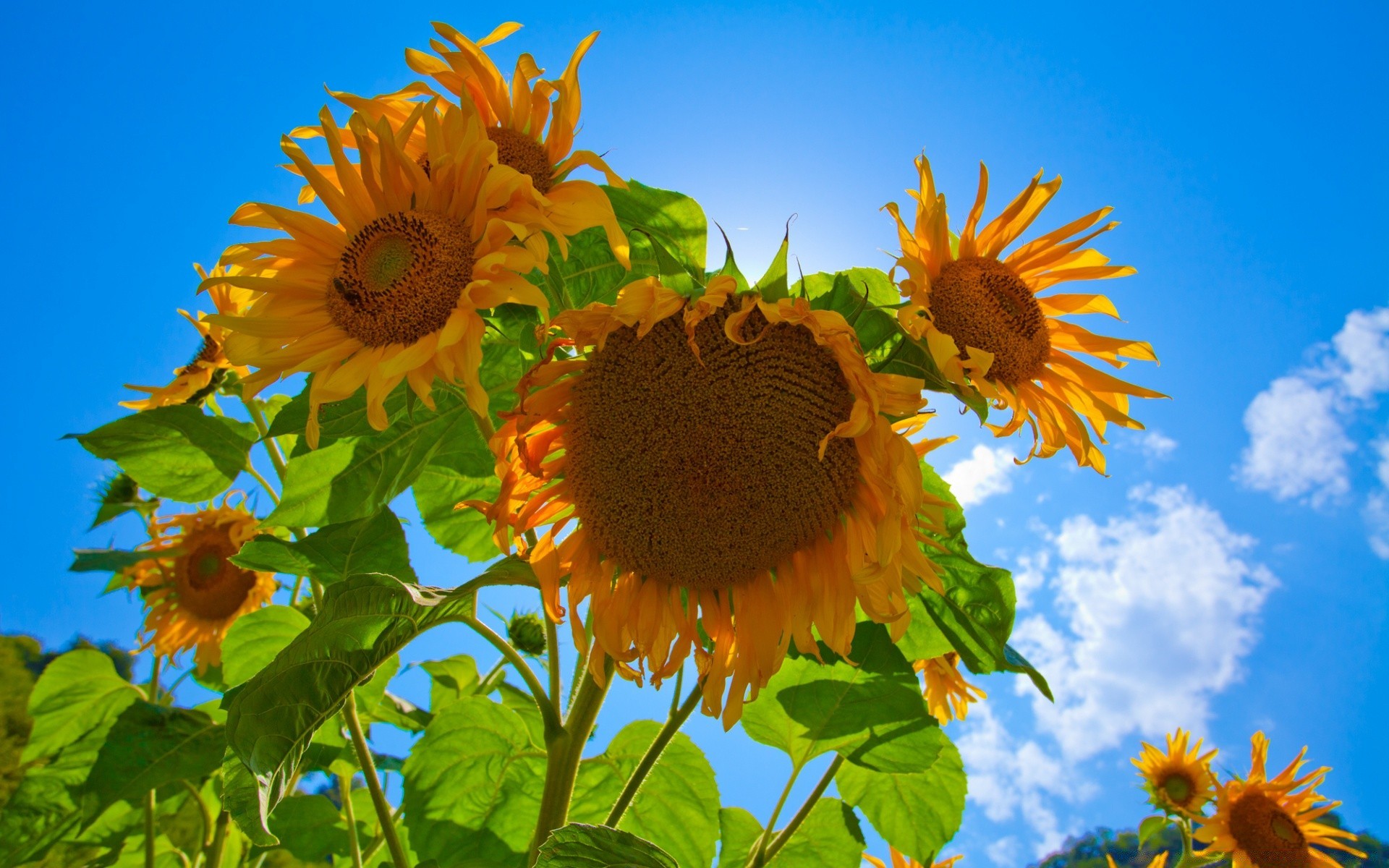 flowers nature flower summer flora sunflower leaf garden petal bright floral sun fair weather season growth beautiful sunny field blooming outdoors