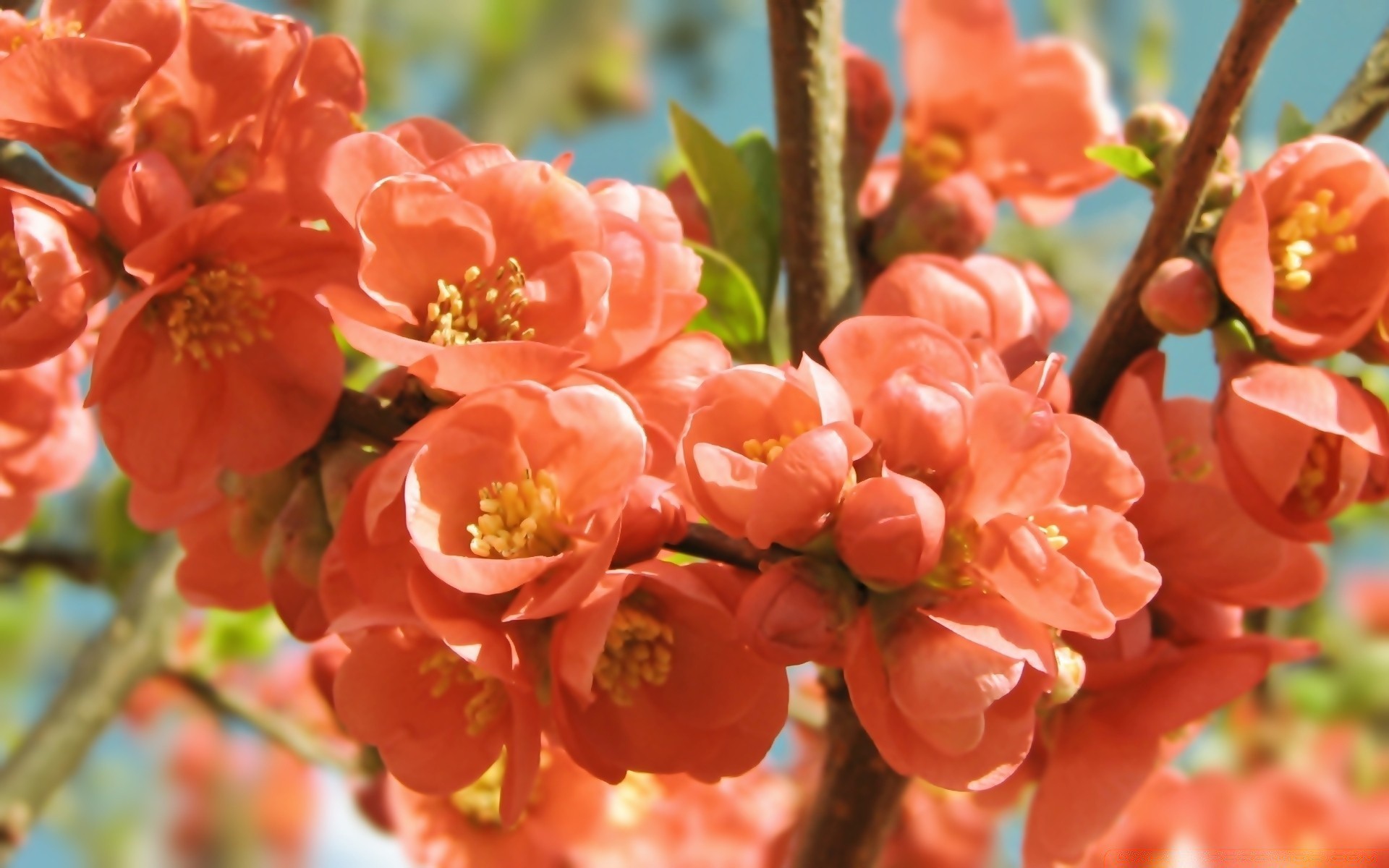flowers nature flower branch garden flora tree leaf outdoors growth blooming season summer bright petal cherry close-up