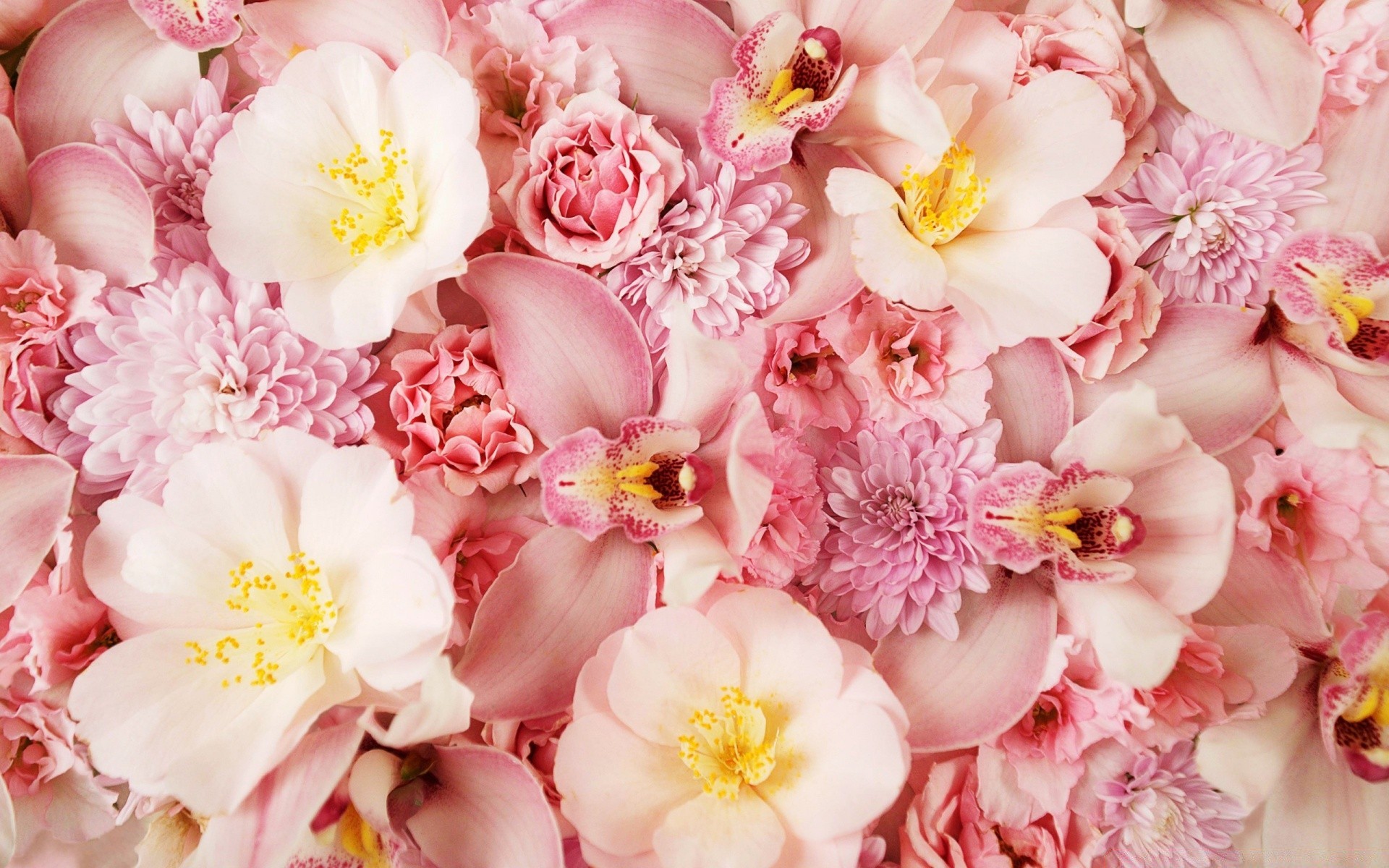 flowers flower nature floral flora leaf petal bright blooming summer garden beautiful bouquet decoration