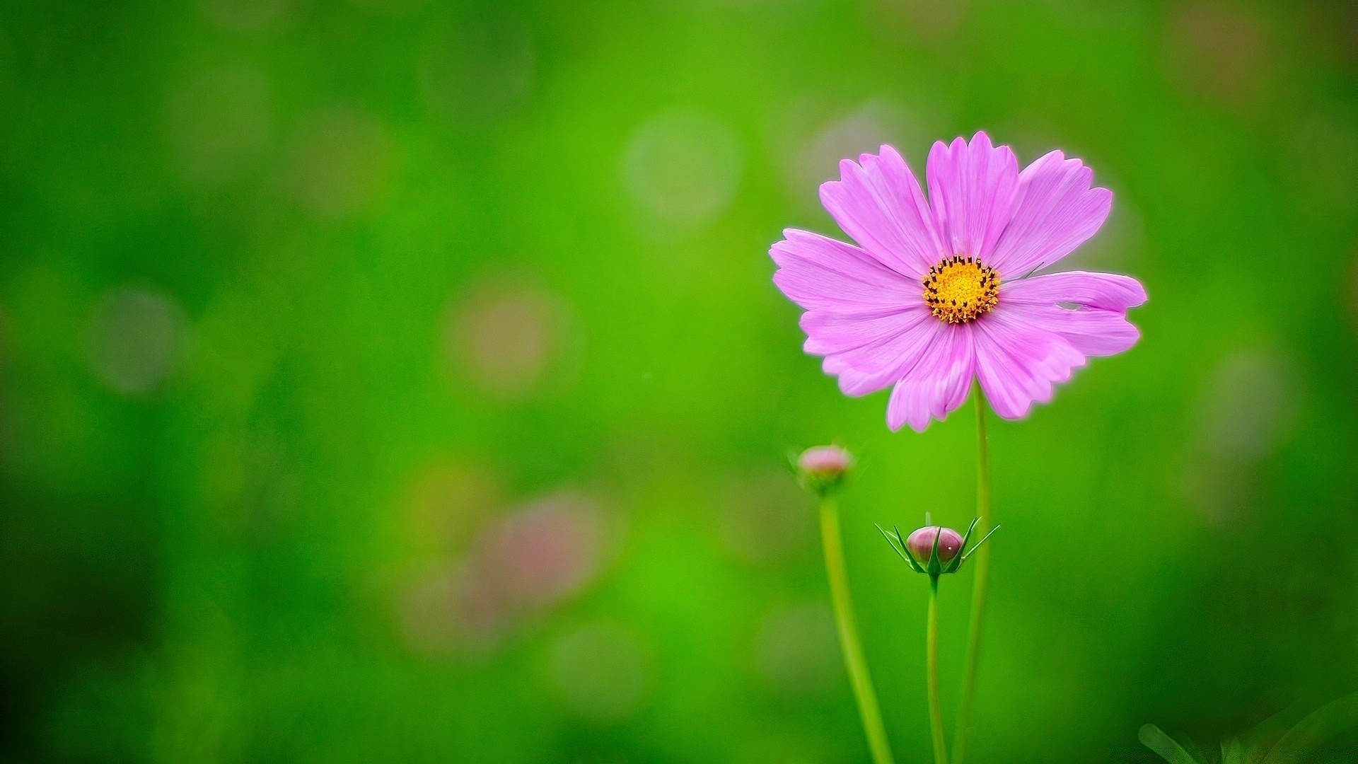 flowers nature summer flower flora bright garden growth leaf color field grass