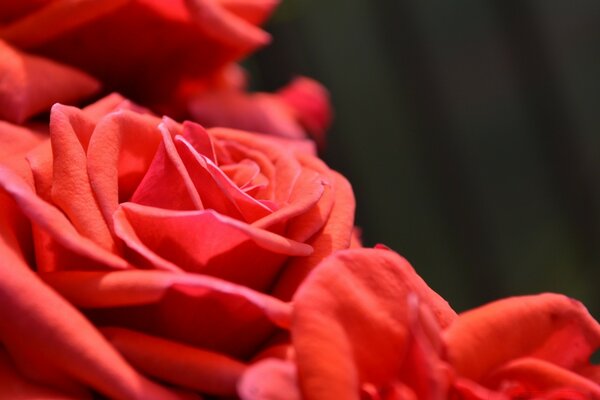 Red roses, flowers of fiery love