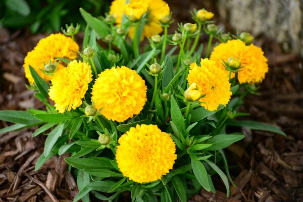 A bush of double yellow flowers