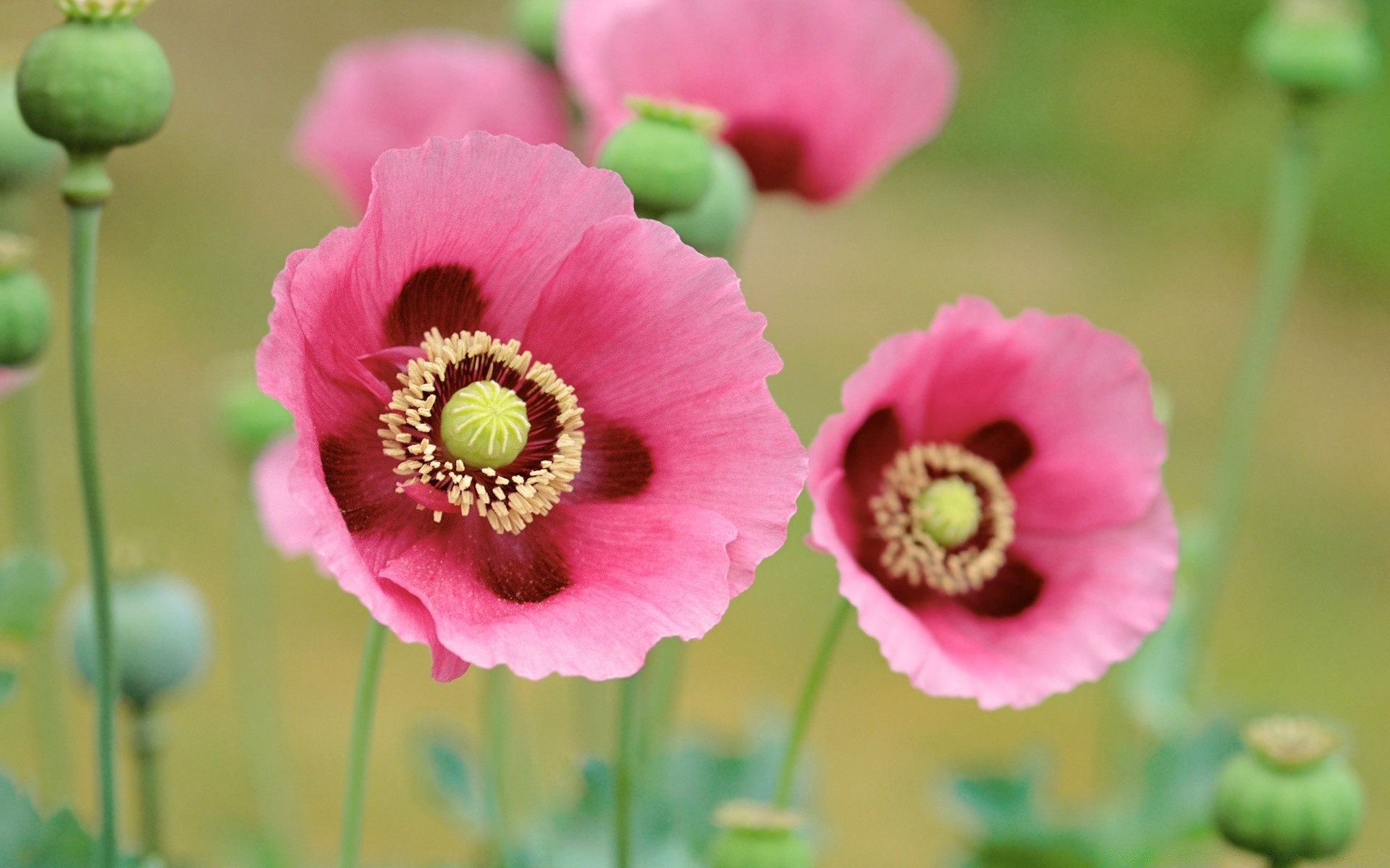 flowers flower nature flora summer floral bright leaf blooming garden close-up petal color growth outdoors husk pollen wild beautiful poppy