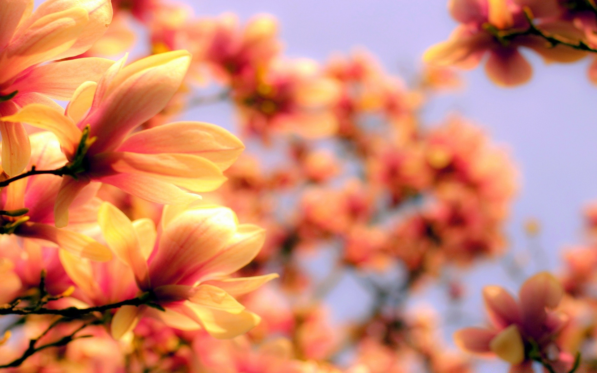 flowers nature flower leaf flora garden summer color bright season beautiful close-up blooming petal floral fair weather sun growth