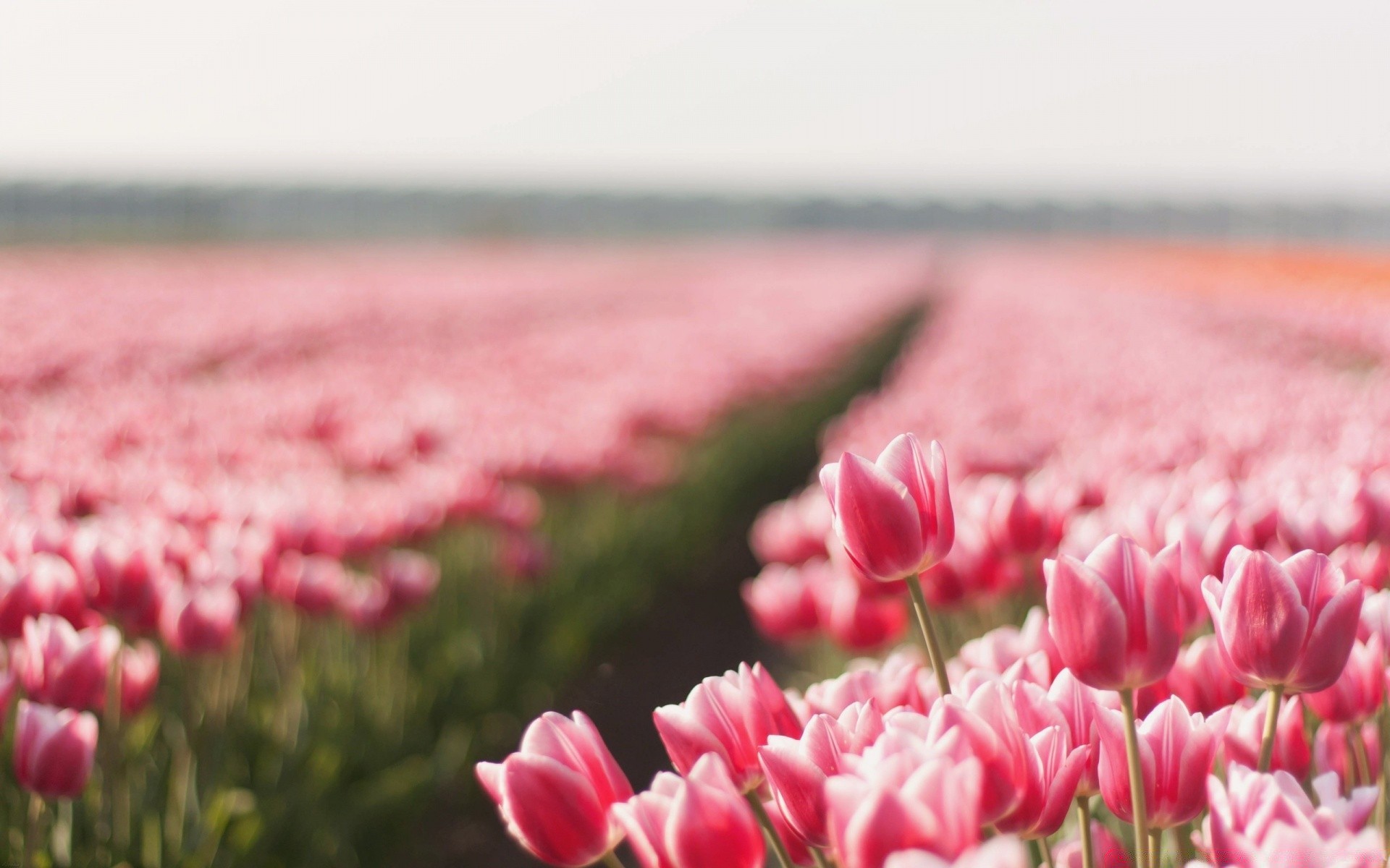 flowers flower nature tulip field summer flora garden bright color fair weather easter leaf sun outdoors petal grass park blooming growth