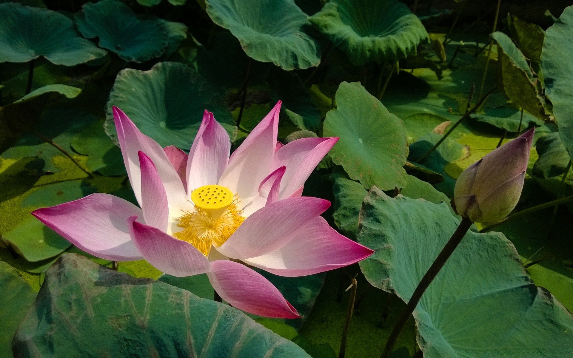 flowers lotus aquatic pool tropical lily leaf exotic waterlily sacred flora flower nelumbo blooming swimming nature zen summer beautiful petal meditation