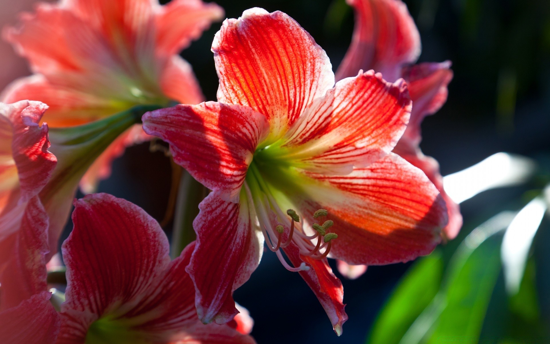 flowers flower nature garden flora leaf petal summer blooming lily tropical bright beautiful floral close-up color outdoors