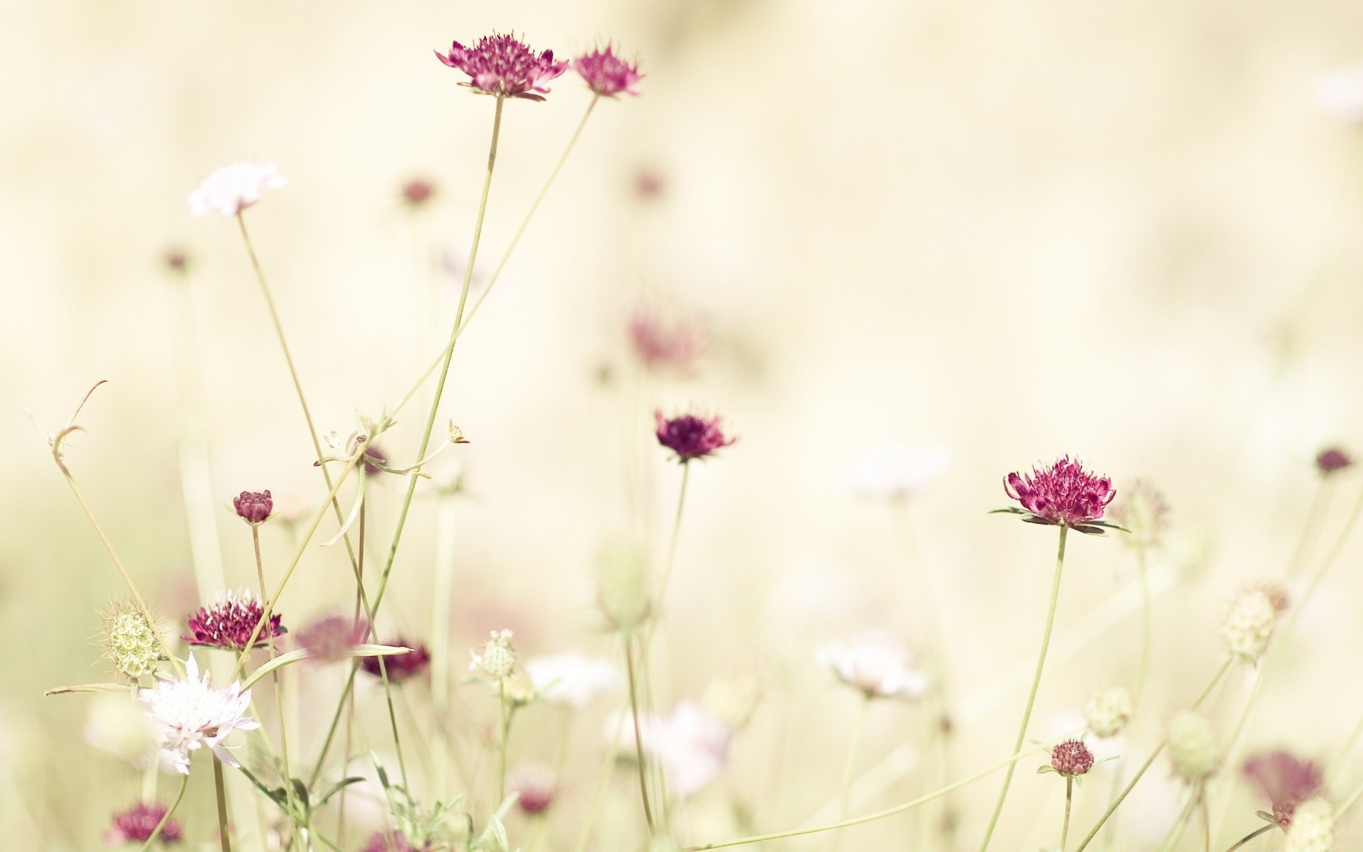 flowers flower nature summer flora field grass garden bright hayfield color floral close-up sun growth leaf wild blooming fair weather dof