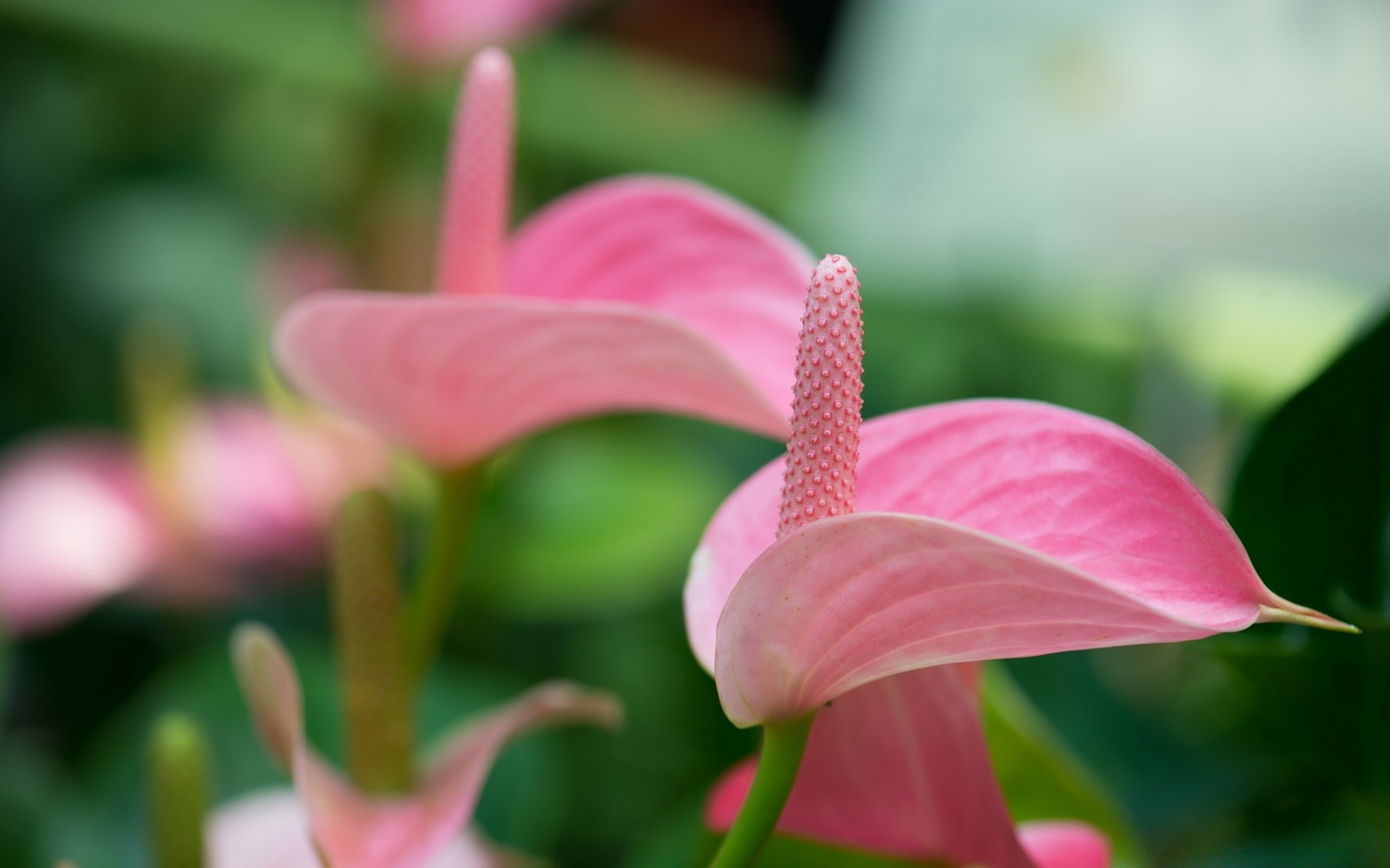 flowers nature flower flora garden leaf color summer beautiful petal bright blooming floral close-up