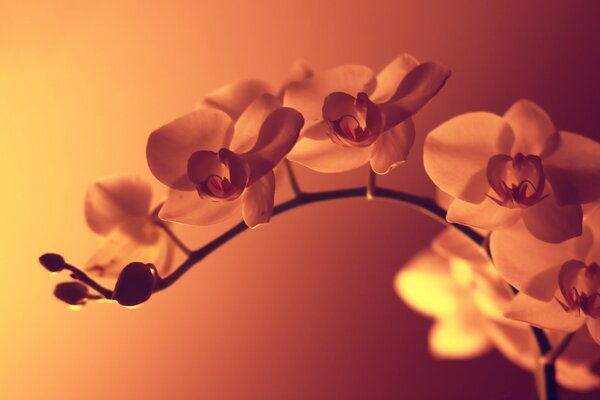 Blurry orange background. Orchid