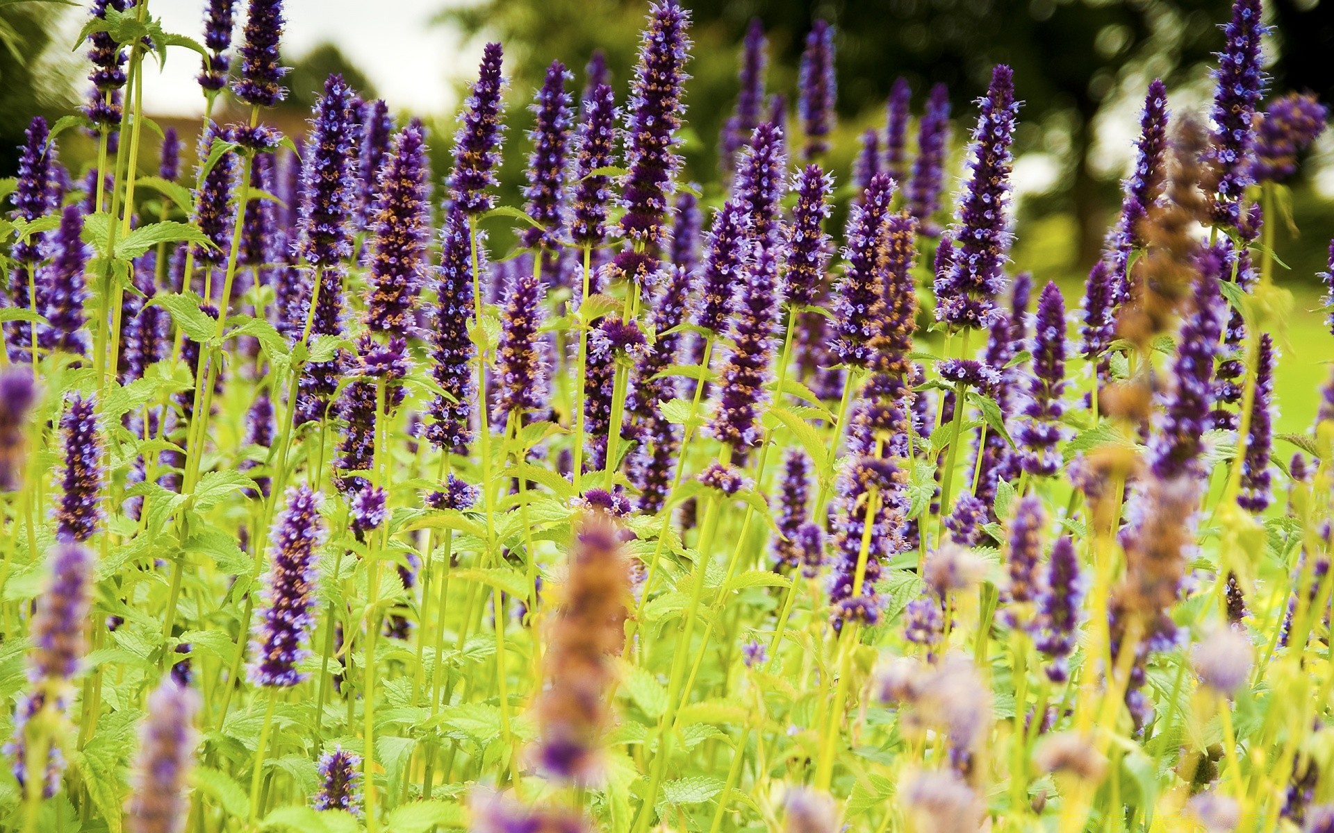 flowers flower flora nature lavender herb field summer herbal perfume floral garden aromatherapy blooming outdoors aromatic season wild sage leaf