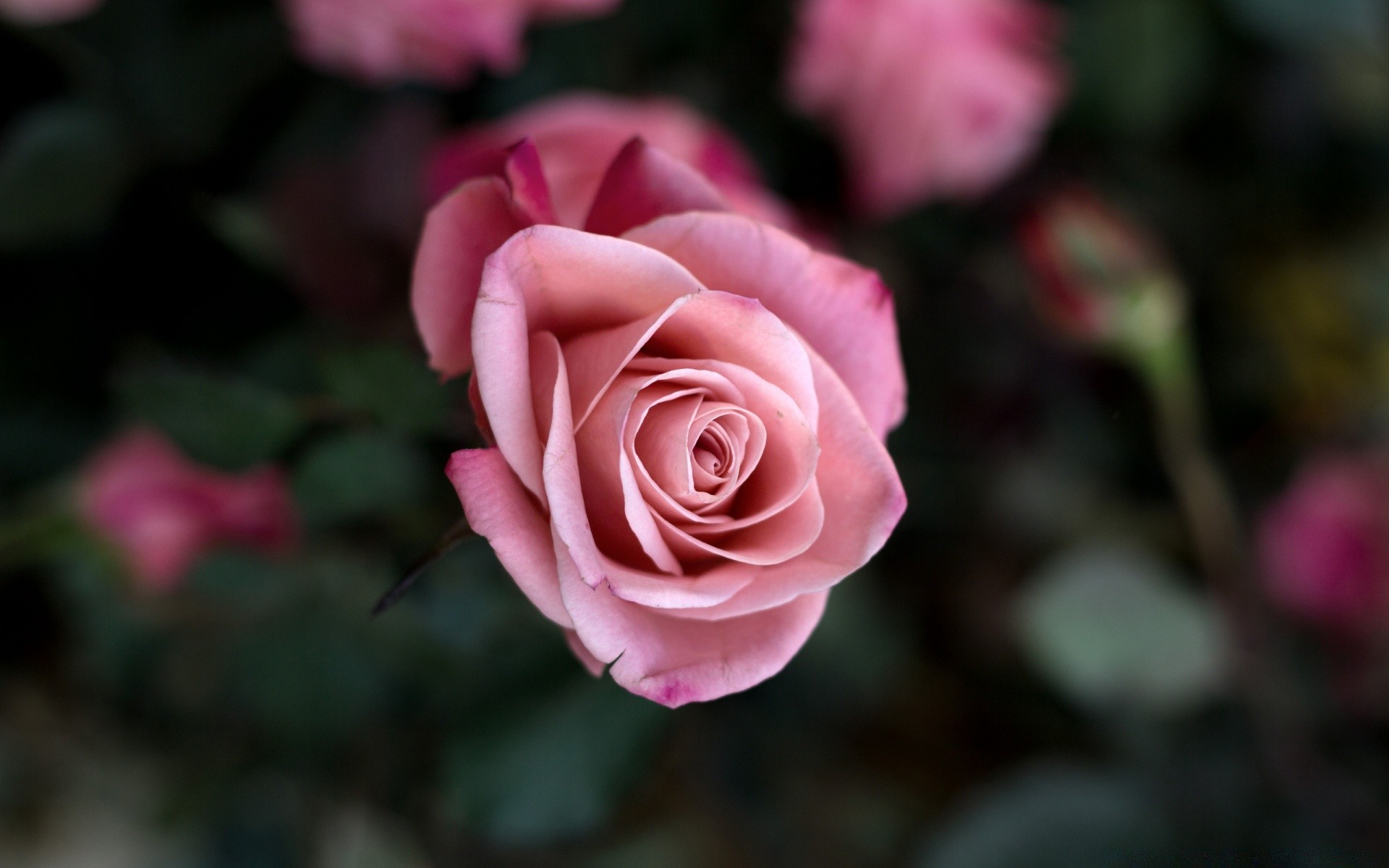 flowers rose flower petal romance love flora blooming nature floral leaf bouquet romantic wedding bud garden delicate botanical