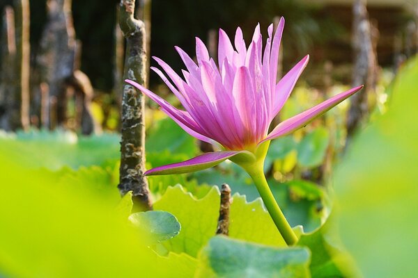 Photo of a pink flower on a forest background
