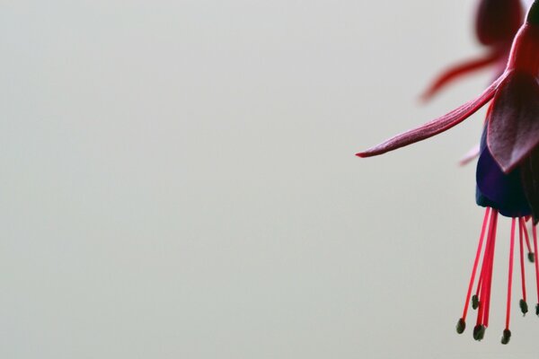 A flower with long red stamens