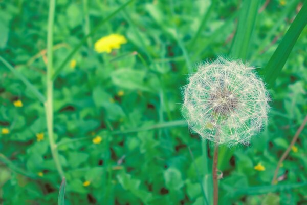 Macro shooting of a dandelion flower in the field