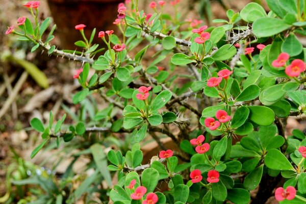 Red flowers. Wildflowers. Bush