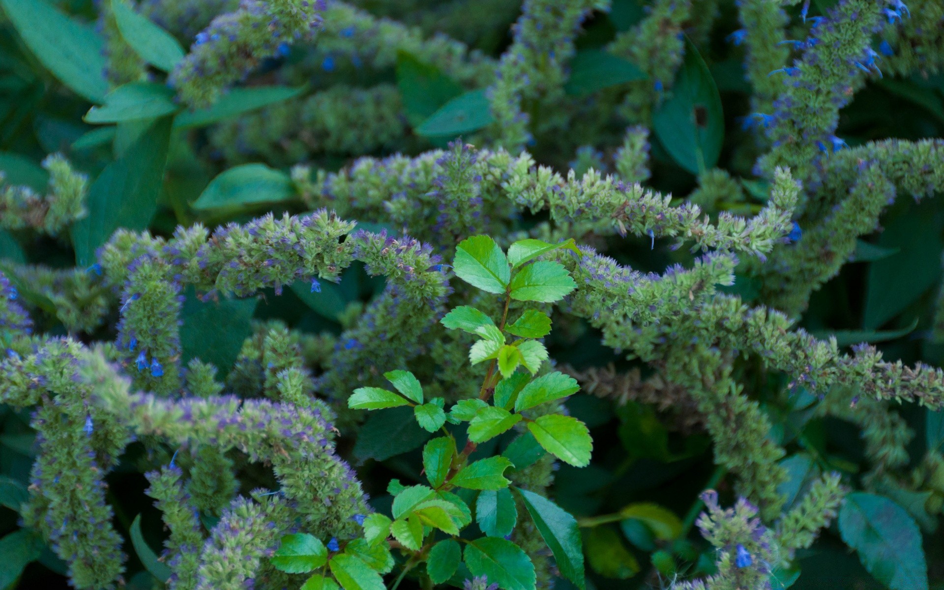 flowers flora nature flower leaf garden outdoors medicine color environment food