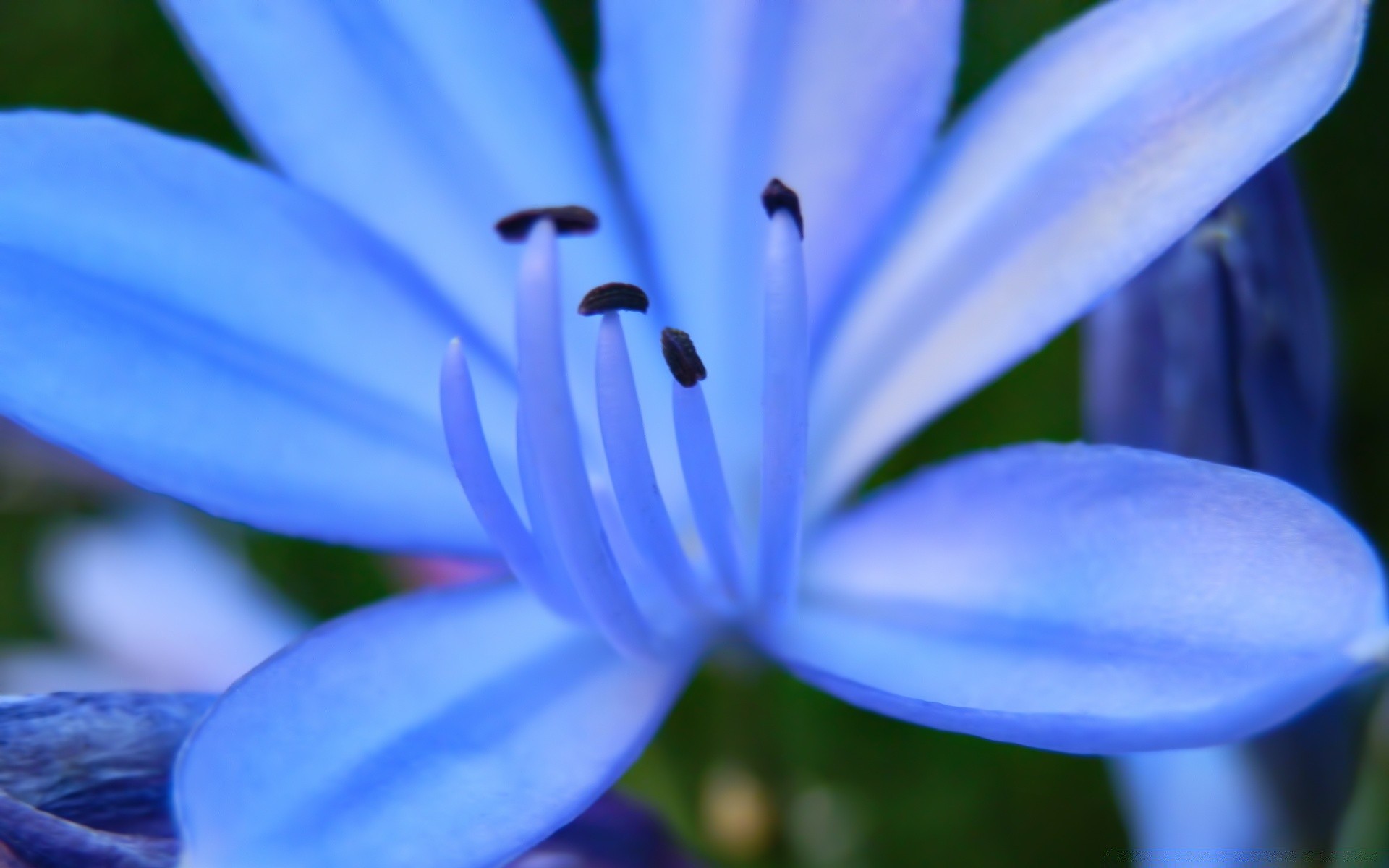 flowers nature flower flora blur leaf delicate summer petal color garden floral growth outdoors beautiful close-up