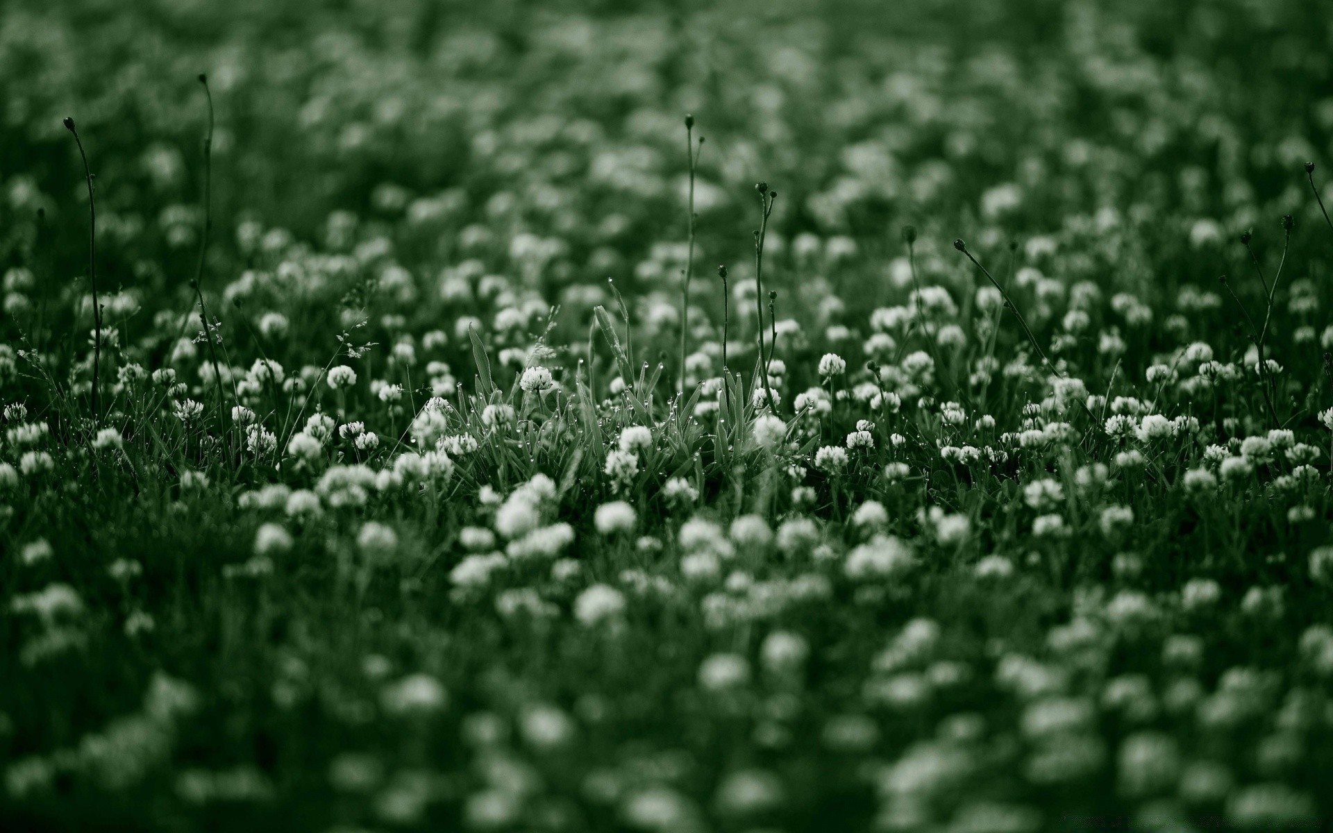flowers field grass hayfield nature season flower flora rural outdoors color farm growth leaf agriculture lawn desktop texture soil summer
