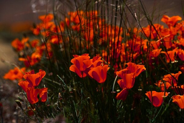 Strict columns of growing flowers