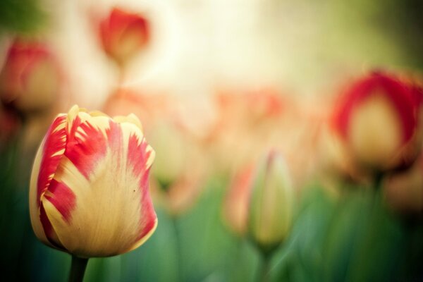Red and yellow tulips close-up