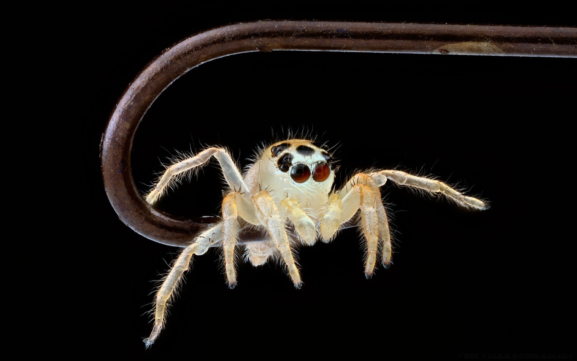 macro spider insect arachnid animal hairy nature wildlife creepy invertebrate danger close-up