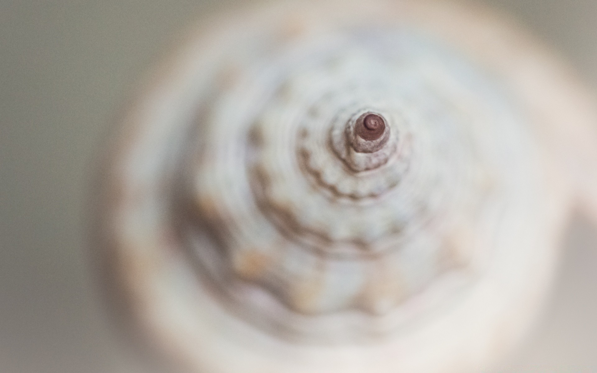 macro blur close-up desktop focus round spiral close shell seashell food color