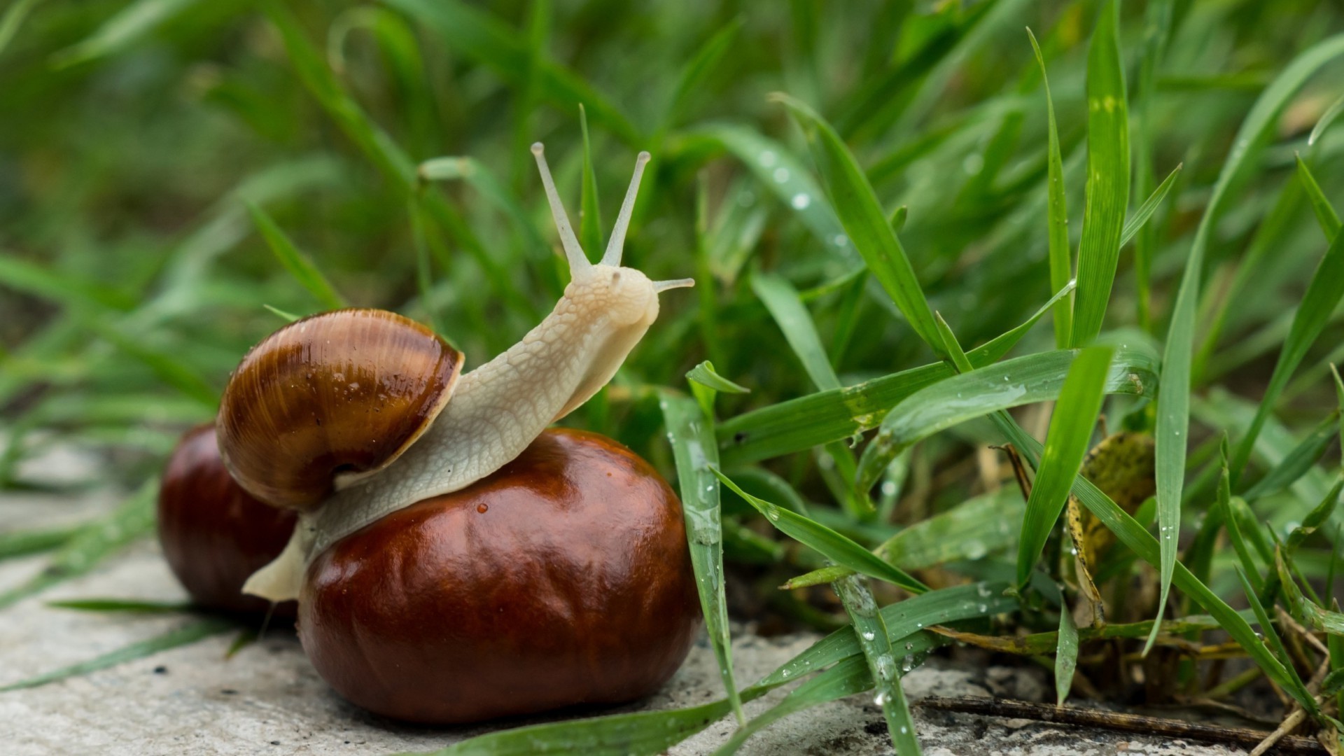 animals nature food fall leaf flora grass garden farm close-up desktop season wood outdoors snail