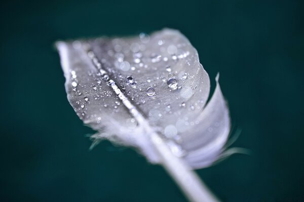 The weightlessness of a bird s feather in the rain