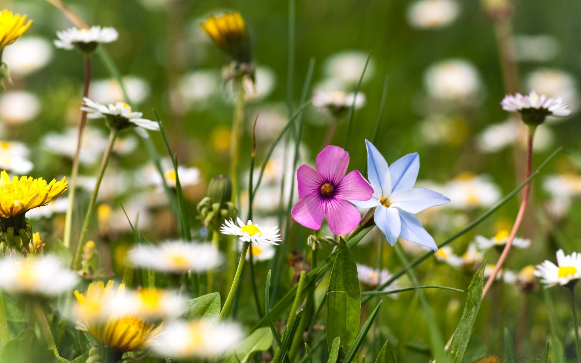 flowers nature flower summer flora grass garden field hayfield growth bright blooming outdoors leaf rural fair weather season close-up floral sun