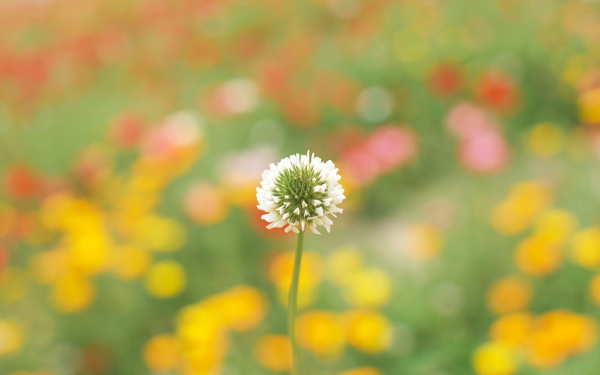 flowers nature flower summer flora field growth leaf bright hayfield outdoors fair weather grass color season rural petal garden blooming floral