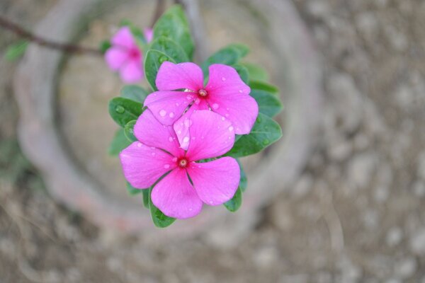 A beautiful flower grows in the garden