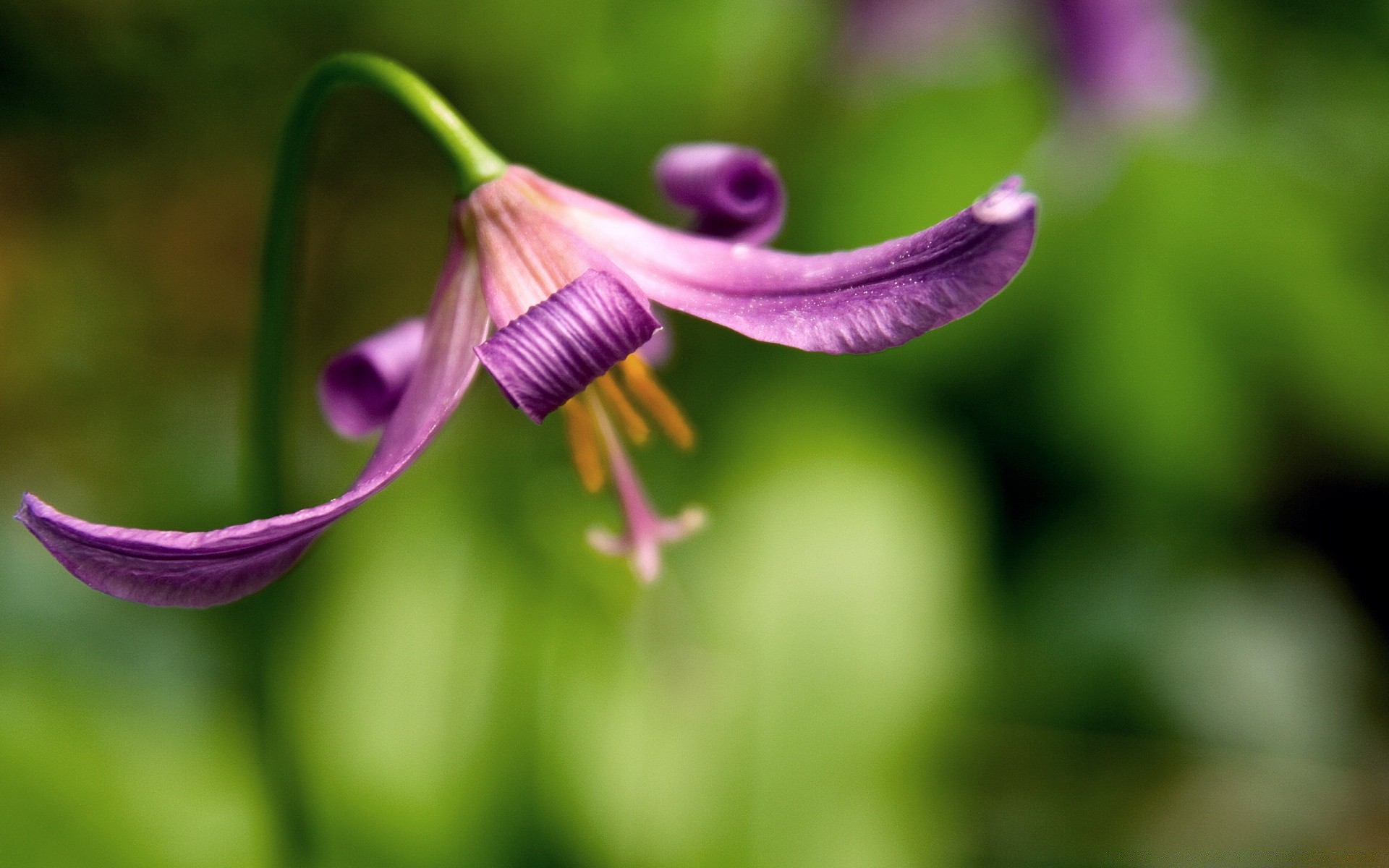 flowers nature flower flora garden leaf summer close-up blur bright grass beautiful color outdoors petal blooming growth floral