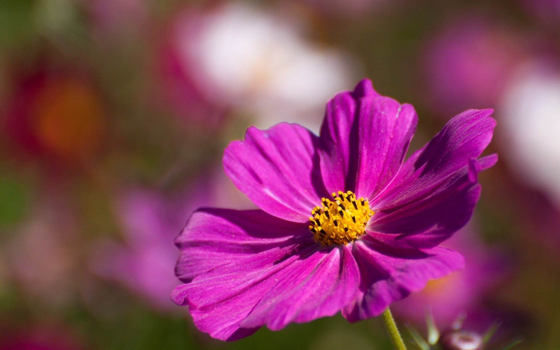 flowers nature flower summer flora garden leaf bright petal color blooming floral growth outdoors field