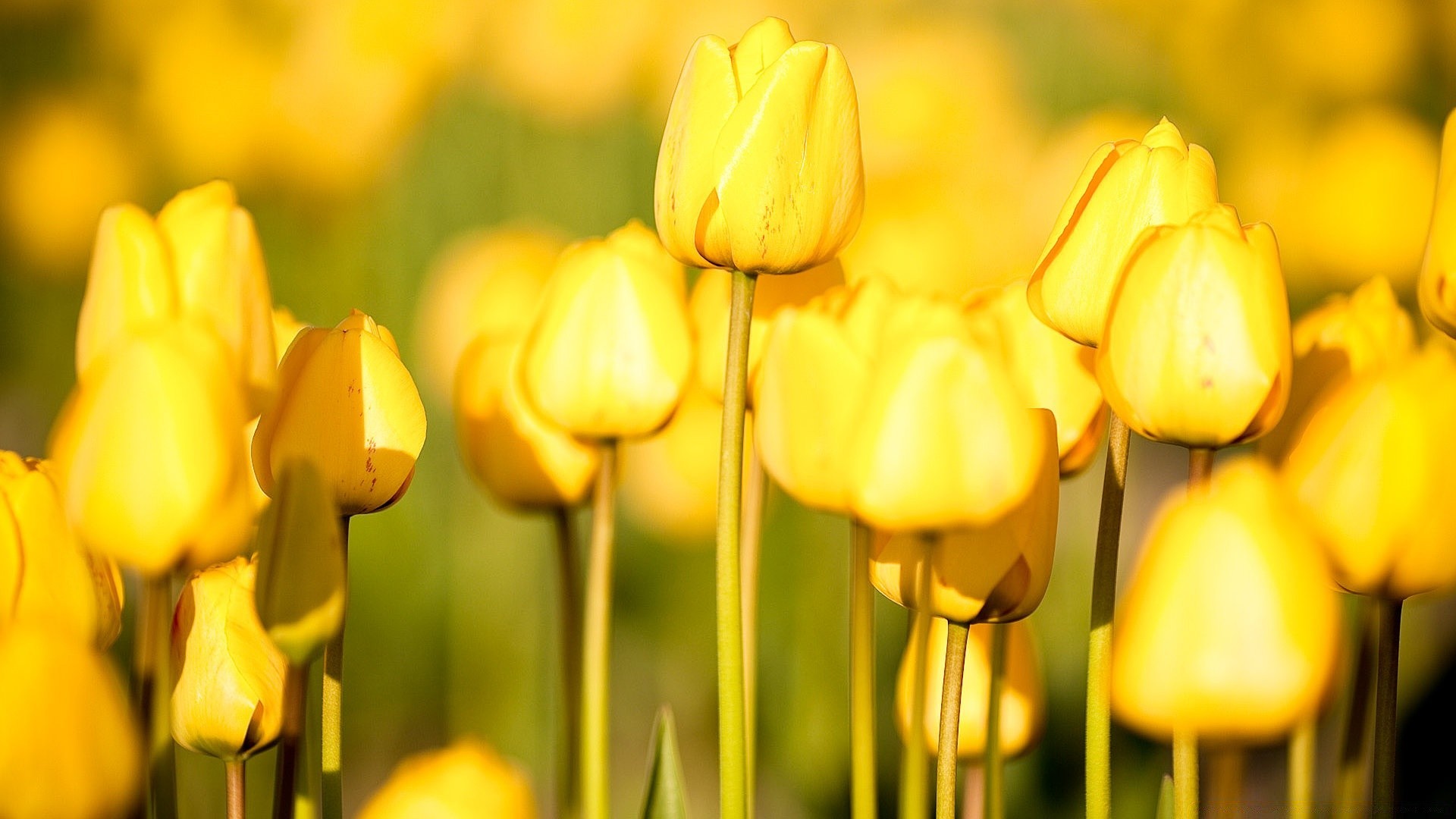 flowers nature tulip flower bright easter leaf flora garden summer fair weather outdoors color bulb growth season